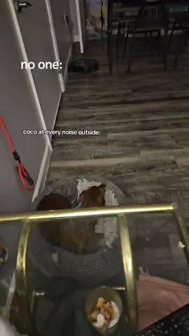 he's just letting people know he is here and not to mess with his mom #dogmom #weinerdog #protection 