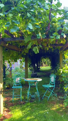 Parra de uva, muy deliciosas uvas en mi jardín de casa. #nature #jardineros #gardening #jardin 