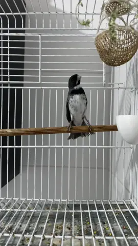 bico roxo 💜 #coleiros  #coleiropaixaonacional #criarepreservar 