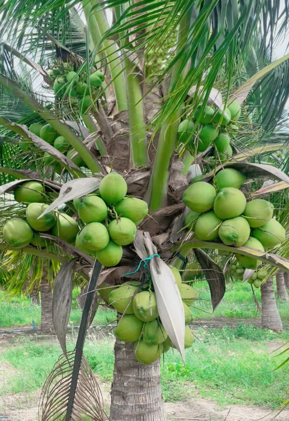 สวัสดีวันจันทร์ 💛 ช่วงนี้ฝนตกเกือบทุกวัน ฟ้าชุ่มฉ่ำ…ต้นมะพร้าวก็ยิ้มหวาน ลูกดกเต็มสวน 🌴✨ #มะพร้าวน้ําหอม #สวนมะพร้าวน้ําหอม #วิถีชีวิตบ้านนอก #กาญจนบุรี #ผู้หญิงทําสวน 