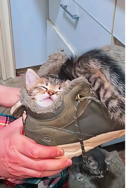 Cats have various strange sleeping positions 🐱😂#Funny #pet #funnyvideo #funnytiktok #usa #fyp #happy #funnyvideos😂 #cat #kitten 