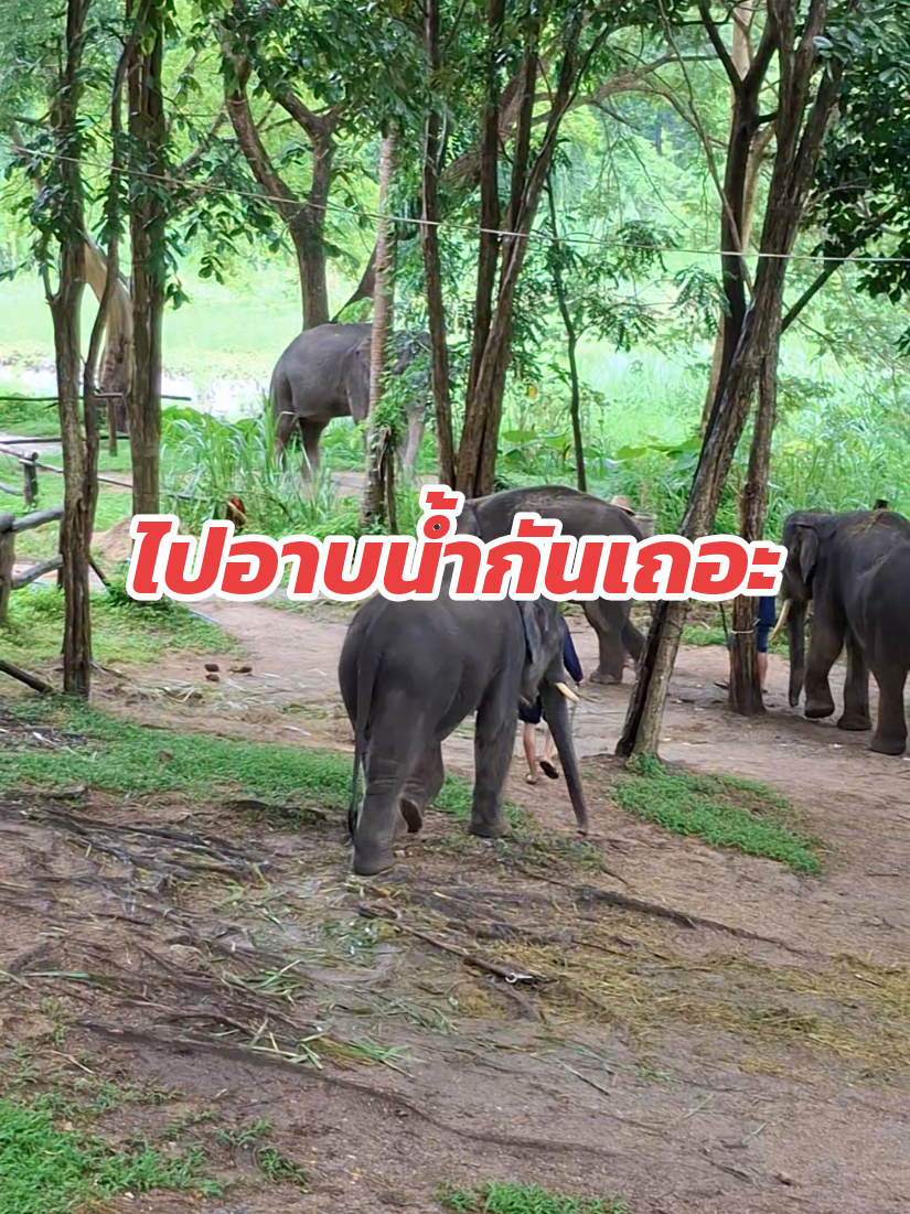 แก้งเด็กไปก่อนน้ารุ่นใหญ่ตามไปทีหลังจร้า#พลายคมแสน #พลายแสนชัย #พลายแสนล้าน #พังใบบุญ #ศูนย์อนุรักษ์ช้างลําปาง 