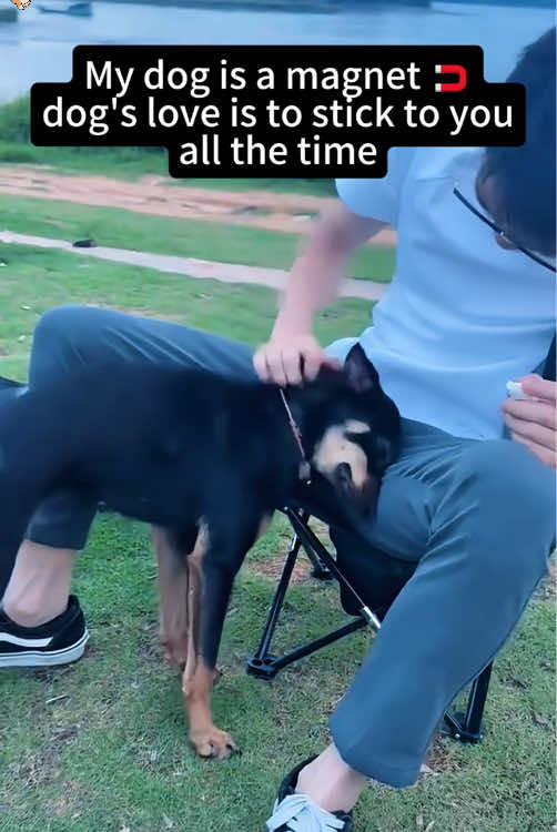 My dog is a magnet 🧲 dogs love is to stick to you all the time 🤣😂🥰#haha #fyp #funnyvideos #funnymoments #funnytiktok #usa #dog #funnydog #dogsoftiktok #cutedog #doglove 