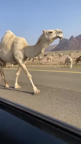 #العشواء☝🏻. #ماشاء_الله ☝🏻