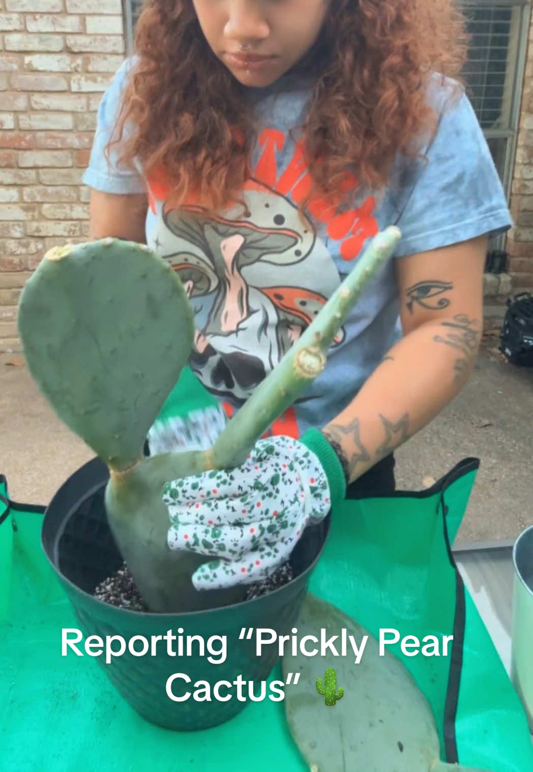 I’m starting to get used to getting poked 😅😫 #viral #fyp #plantsoftiktok #pricklypearcactus #cactus 