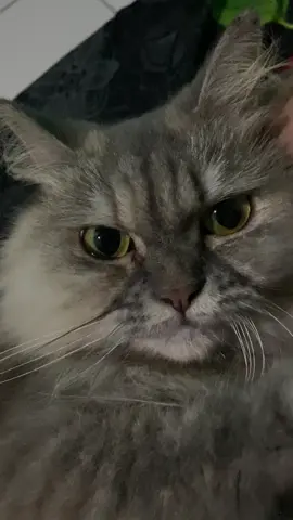 Siapa yg suka ngusilin majikannya☝🏻#fyp #kucingtiktok #kucinglucu 