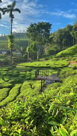 ini alasan kalo habis sholat subuh jangan tidur😍#puncaktombo #explorbatang #batang24jam🌻 #puncak 