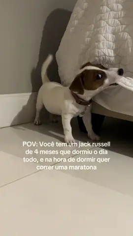 Um jack russell de 4 meses querendo brincar de correr na hora de dormir 😅🤡 #jackrussell #jackrussel #jackeussellterrier #filhote #cachorro 