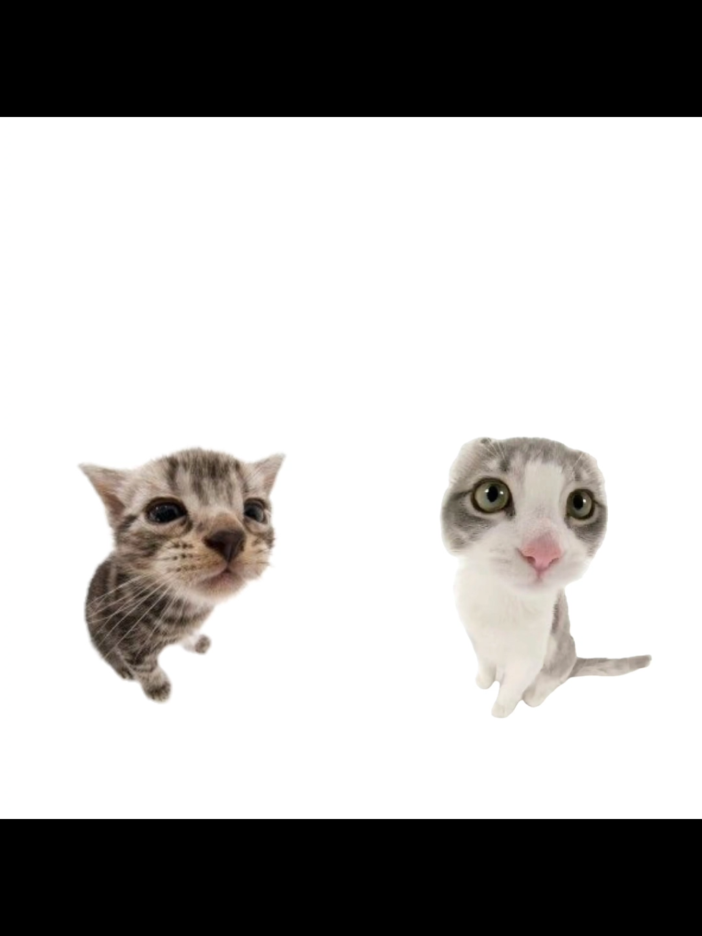 🗣️🗣️🗣️  . . #fyp #memeanimation #gatos #trend #Edit 