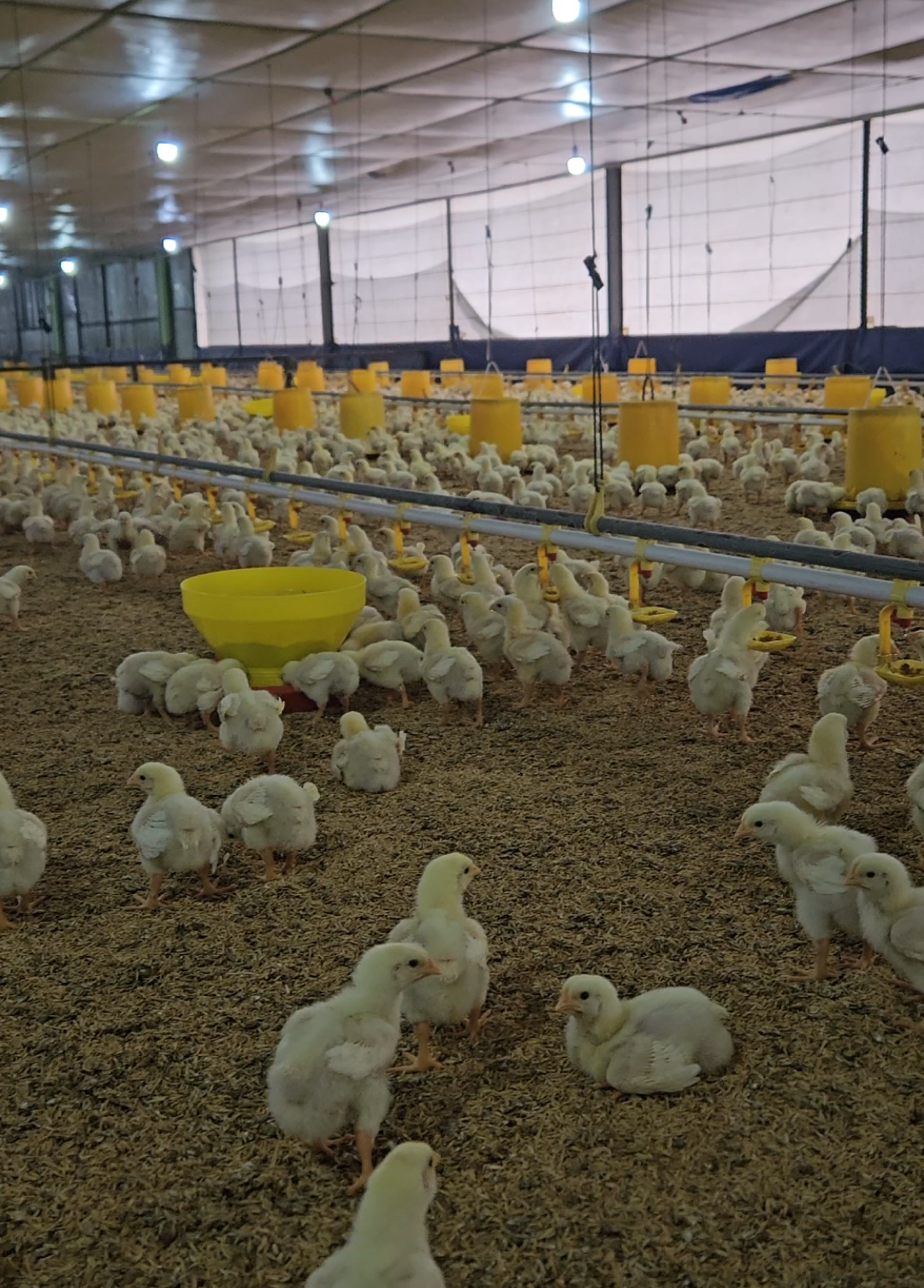 Ayam umur 7 hari Populasi 46.000 BW ± 190 gr Penggunaan pakan 34 zak Kematian 21 ekor Telah dilakukan pelebaran untuk memaksimal pertumbuhan ayam #ayamdaging #fyp #ayambroiler #ayampotong #kandangclosehouse 