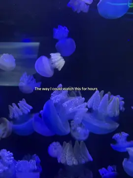 Something about jellyfish feels hypnotic… I could watch them glide for hours.  Forever one of my favorite reasons to visit aquariums in Florida. #JellyfishMagic #FloridaAquarium #UnderwaterBeauty #OceanVibes #AquariumLife