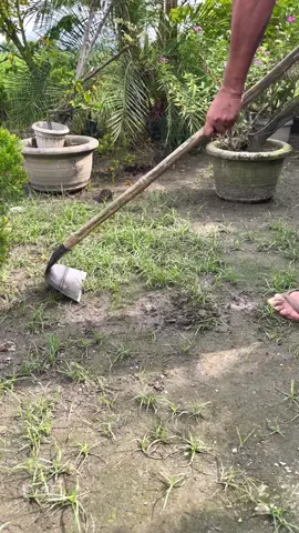 Asarol Weeding hoe Gardening shovel Farm shovel Rake Garden tool #asarol #gardenhoe #weedinghoe #gardenrake #weedingrake 