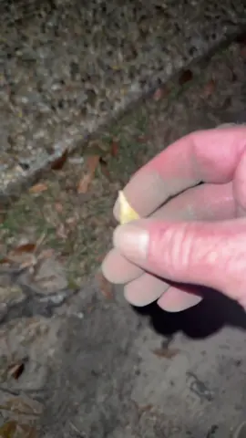 Never seen a tooth like this 👀