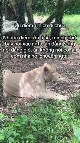 Không kể ra thôi chứ kể ra tội lỗi đầy mình #VinWonders #GreenCreator #dulich #cka4u48 