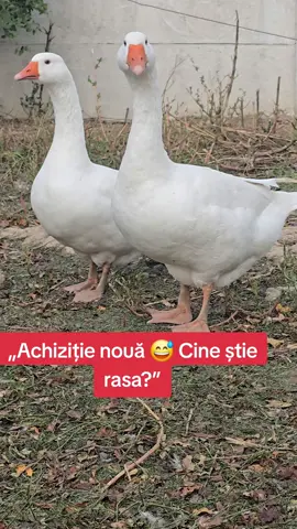 #achizitienoua #gaste #ferma #viatalațara #TikTokRo