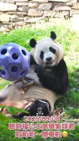 2025/09/08聰明福公主高舉紫球君 取筍筍～簡單啦😁 #福豬豬 #福公主 #福寶 #Fubao #푸바오 