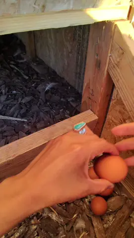 Come collect eggs with us 🥰💯 @jacobllee Our chickens are certainly supplying us with lots of eggs 🥚 🥰💯🥚 #chickenmom #chickensoftiktok🐔 #chicken #navajo #rezlifebelike 