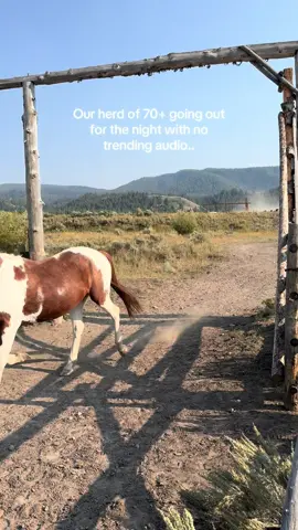 Best sound EVER #wyoming #wrangler #grandtetons #horses 