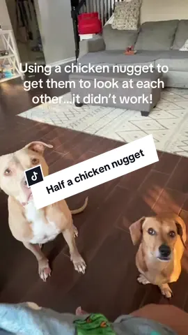 Why do they look so intense? #dogjokes #dogfunny #dogmom #dacshund #pitbull 