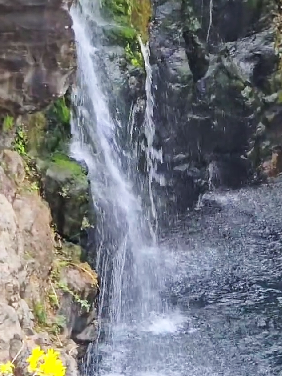 #tiktoklive #livehighlights  Rainbow Falls in Hilo, Hawaii.  Big Island waterfalls. Big Island beauty. #waterfall #hawaii #foryou 