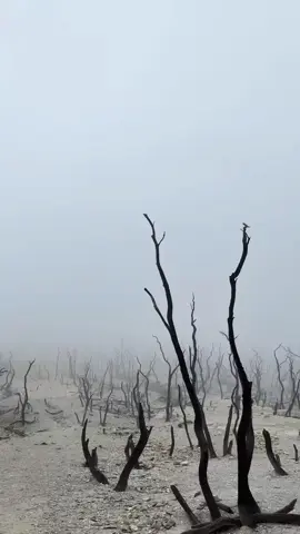 📍dead forest #fyp #papandayan #hutanmati #view #pendakigunung 