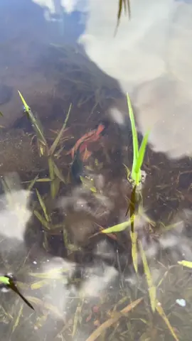 Amazing Betta Fish Fish in Lake