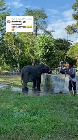 Replying to @Im_Indah Penjelasan dari Bapak Mahout terkait penyapihan Domang🐘