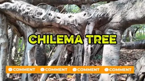 Chilema tree discover malawi #MalawiFacts #JaySpallow #ChilemaTree #VisitMalawi #ZombaMalawi 