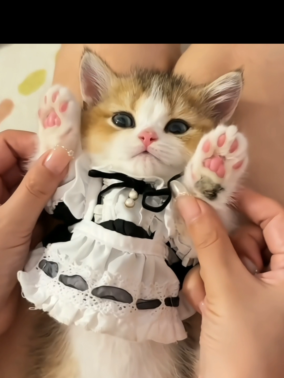 #cutecat #kitty #cats #funnycat 