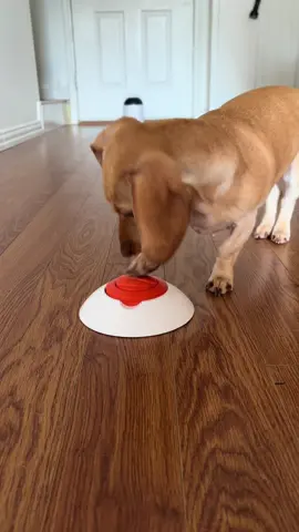 ✨ Breakfast is extra fun when Kindle the puppy uses her puzzle feeder! 🐾 Watch this cute puppy enjoy dog enrichment, mental stimulation, and playtime while eating her yummy breakfast from a slow feeder toy from @Potaroma Pets. 🐶💕 Smart dog, happy puppy, full tummy! 🦴🥰 #dog #dogsoftiktok #fun #enrichment #fyp 
