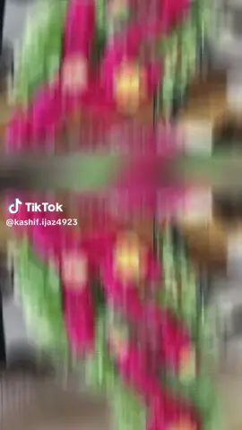 luqman butter Italy Milan 🇮🇹🇵🇰❣️❣️