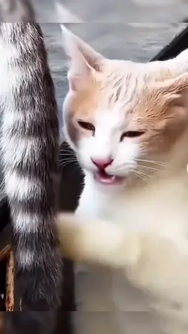 anh dám phản bội tôi 😅 #fyp #funny #haihuoc #viral #xuhuong 