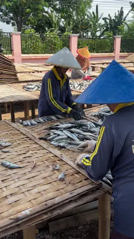 Ibu ibu yang jemur ikan asin peda layang aja semangat bos buat kejar pengiriman setiap hari#ikanasin 