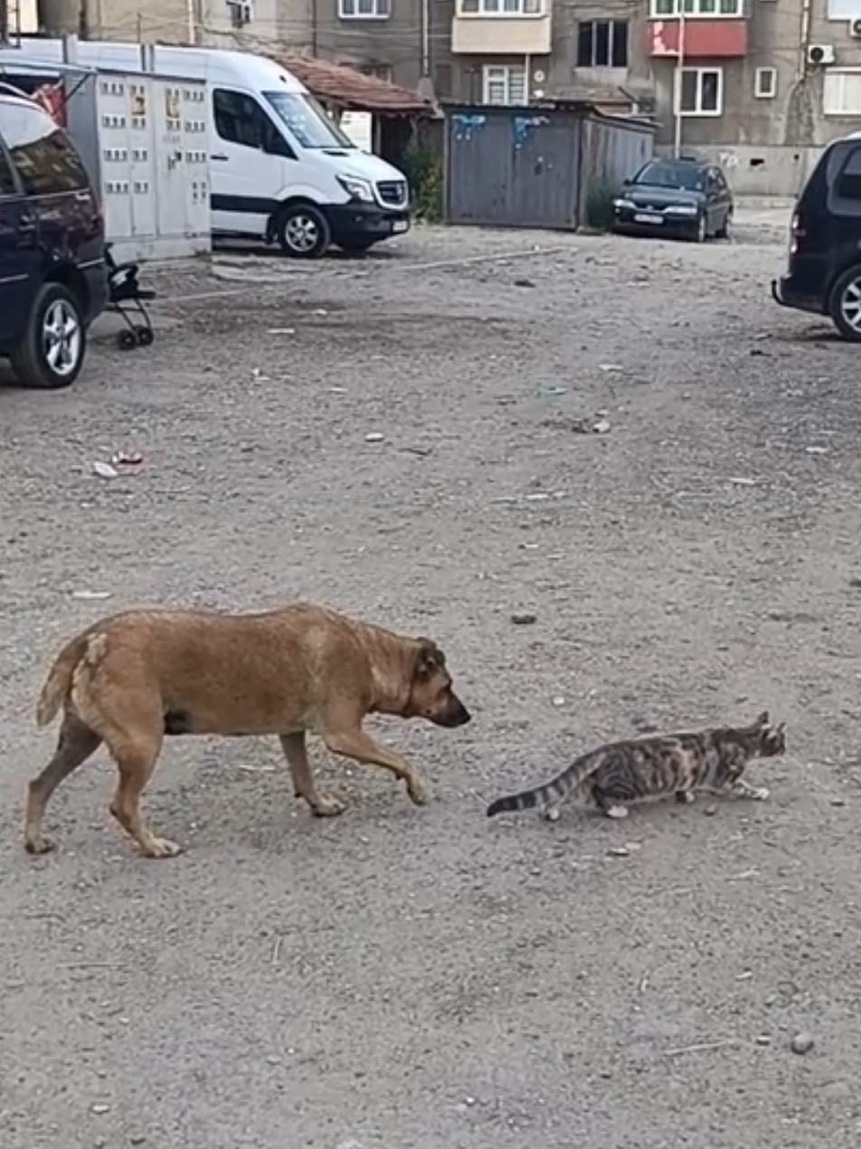 #videosgraciosos #videoschistosos #videosgraciososanimales #viral #paratii 