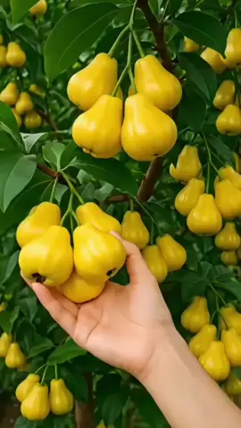 Bibit Jambu Air Madu Kuning – Cepat Berbuah! #BibitJambuAir #JambuAirMaduKuning #BibitCepatBerbuah #BibitUnggul #TanamanBuah 