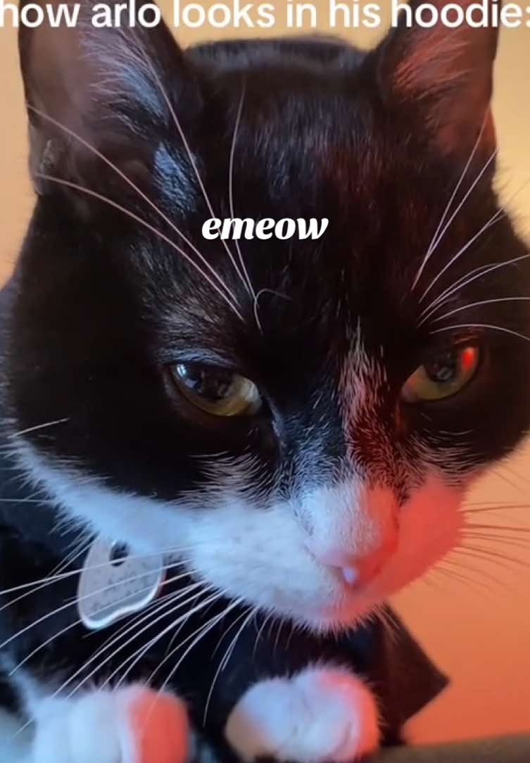 clearly my biological son #catsoftiktok #tuxedocat #fyp #cattok #cat