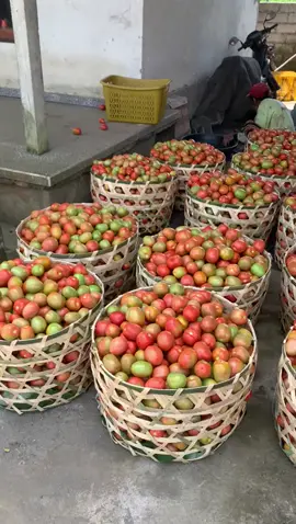 Petani kecil” an tak sepadan dengan pendapatan DPR RI.          #petaniindonesia🇮🇩🇮🇩🇮🇩🌿🌿 #petanimuda #fy #fyp #Rakyat #korupsi 