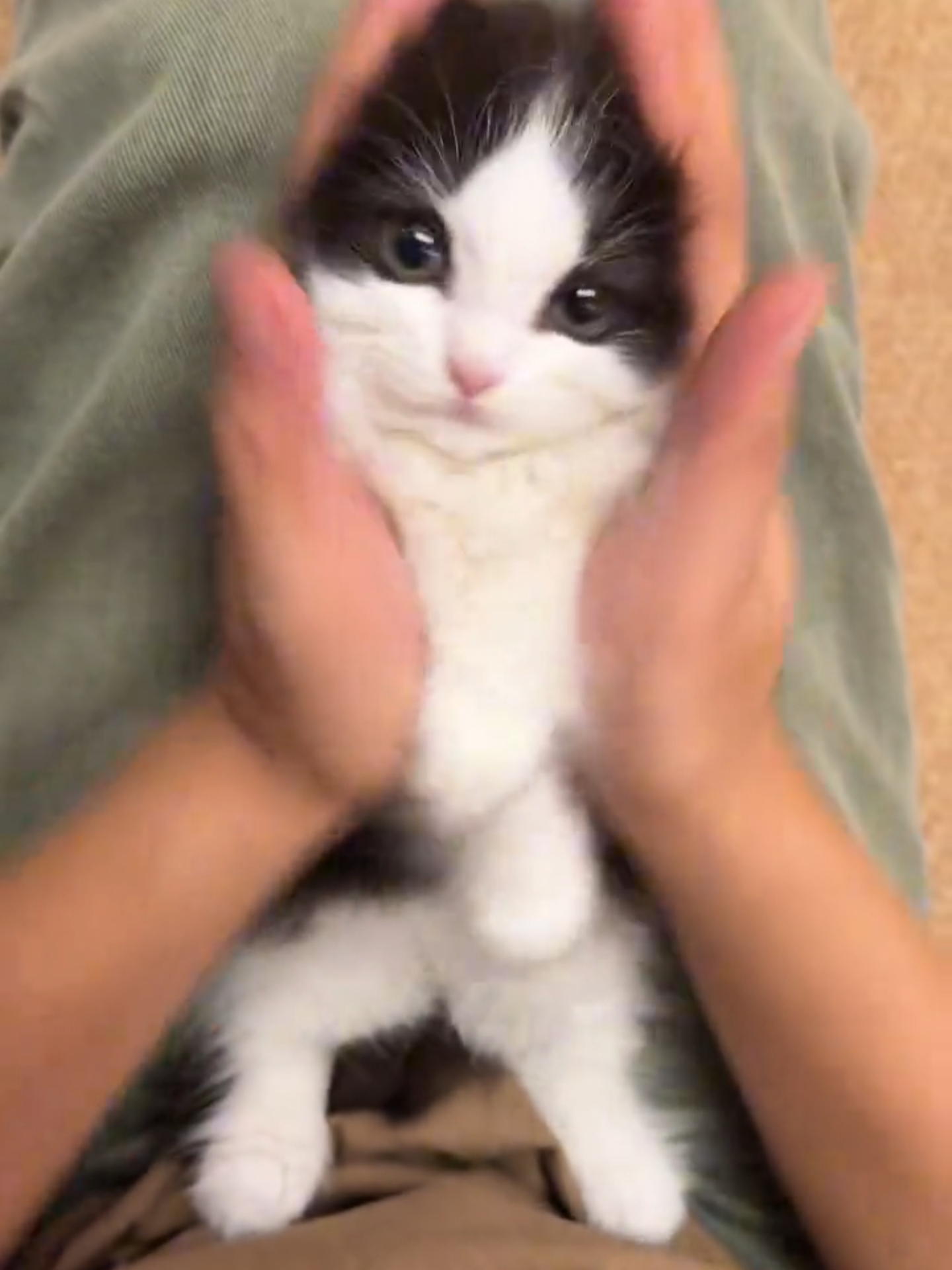 From sofa queen 👑 to TikTok star 🌟 #catsoftiktok #cutecats #fyp #catlover #foryou