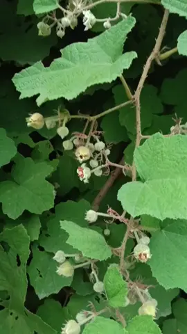 Lá mâm xôi khô có nhiều công dụng đặc biệt với chị em phụ nữ nhá!#xuhuong #mamxoirung @Huy Khang Huy @Huy Khang Huy @Huy Khang Huy 