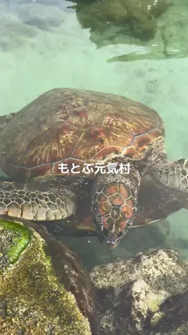 🌺沖縄観光スポット紹介🌴 ---------------- まるで無料水族館🐬 駐車場(無料)もありタダで生き物が見れちゃいます🍀*゜ 亀はすごい近くで見れます。運が良ければ餌やりもやらせて貰えます！！ また、お金を払えばイルカを触れたりします。 ---------------- 📍もとぶ元気村🌺🌴 〒905-0216  沖縄県国頭郡本部町浜元４１０ ---------------- #沖縄 #観光スポット #パワースポット #水族館 #亀  投稿をはじめたばかりなのでよかったらフォローお願いします🙏 紹介して欲しい場所があればコメントください✈️