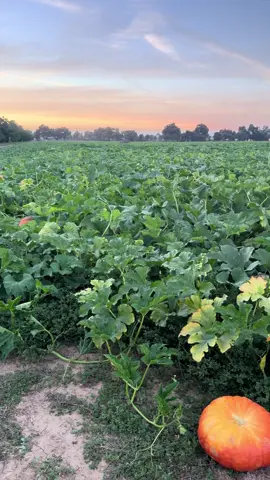 It’s literally perfect @bishopspumpkinfarm 🎃