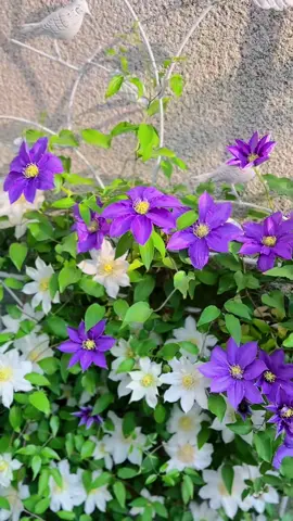 Trắng tinh khôi, tím dịu dàng – đôi sắc màu kể chuyện yêu thương 🥰#hoadep #vuonxinh #trongcay #hoacaycanh #hoaonglao 