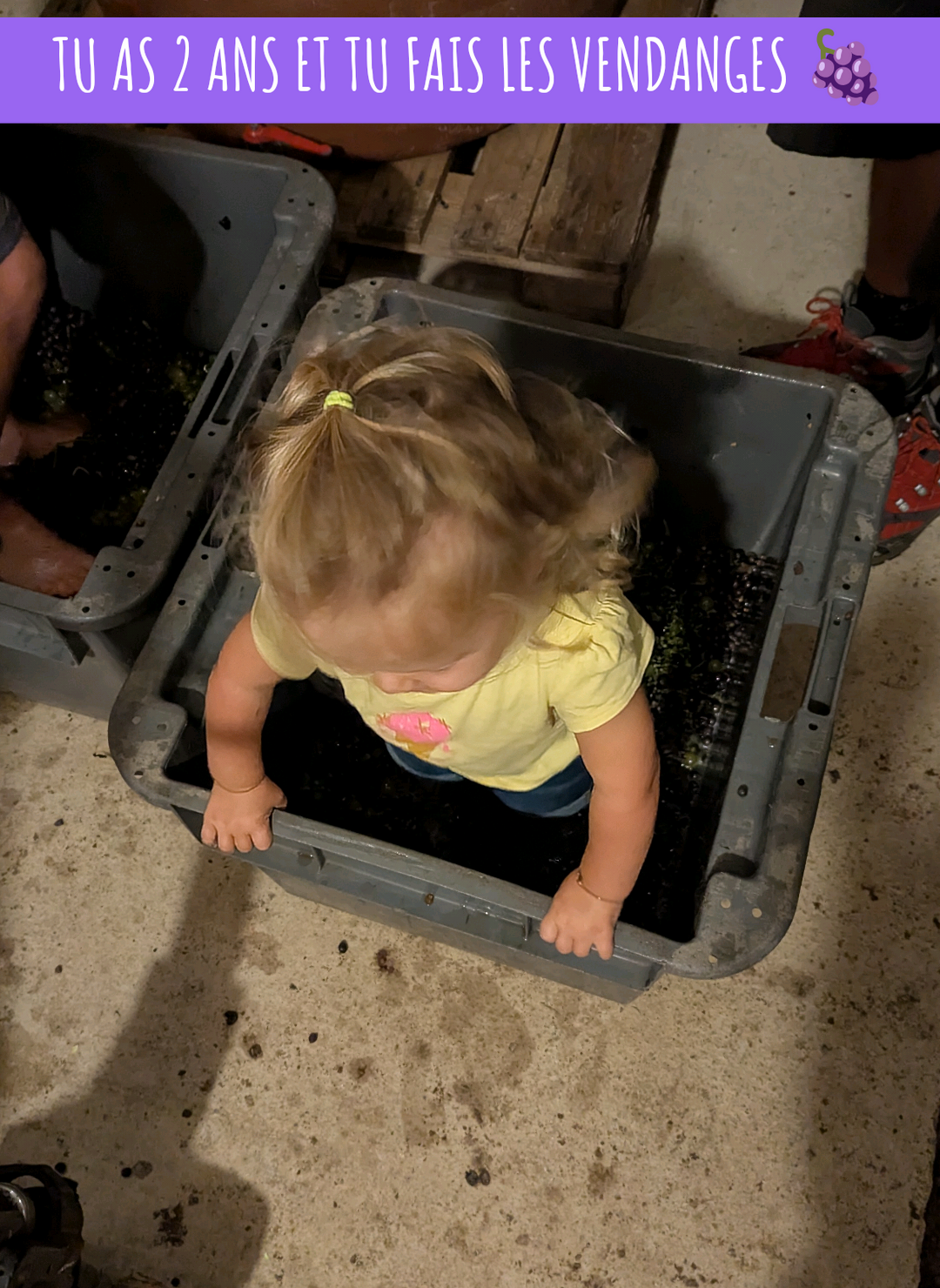 Elle avait 3 semaines la première fois dans mes bras et elle a maintenant 2 ans. Elle fait les vendanges et foule le raisin 🍇🥺 #vigneron #vendanges #raisin #2ans #vigne 