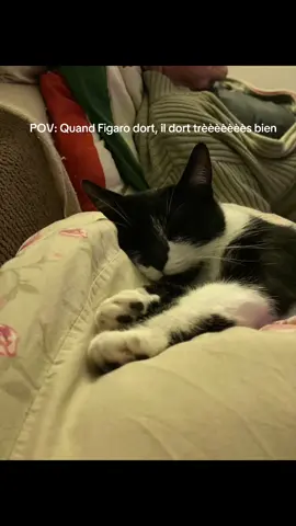 Il a l’air petit mais il prend beaucoup de place 😂😂 #pourtoi #fyp #catsoftiktok #Figaro #BlackAndWhiteCat 