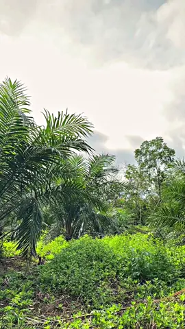 Maaf ketua 🤣🌴💸#petanimudaindonesia🇮🇩 #sawitsumatra #petanisawit#fyp 