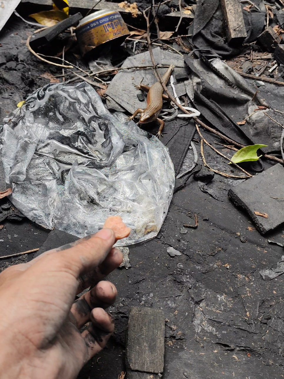 #rắnmối #viral #fyp #kenmuoiot 