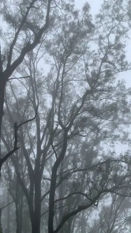 Embun rintikan hujan⛰️#fyppppppppppppppppppppppp #fyp #tektok #mendakigunung #pendakigunung 