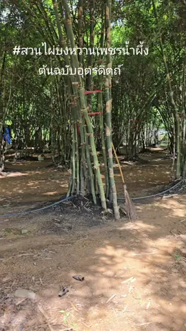 #เกษตรกรรุ่นใหม่ #หน่อไม้หวาน 