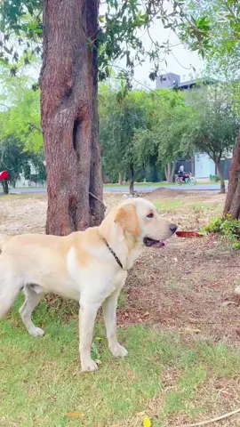 #Milo for sale full trained age 12 months#foryoupage #viralvideo #fyppppppppppppppppppppppp #fyp 