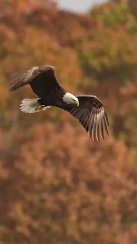 #الصقر يطير وحيدًا، لكنه يبقى ملك السماء #الصقر #أم نور#روحانيات #اكسبلور_تيك_توك 